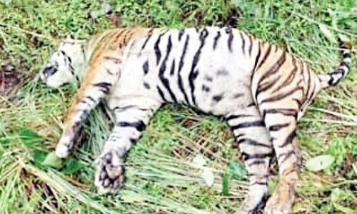 വ​യ​നാ​ട് വ​ന്യ​ജീ​വി​സ​ങ്കേ​ത​ത്തി​ൽ ക​ടു​വ ച​ത്ത​നി​ല​യി​ൽ