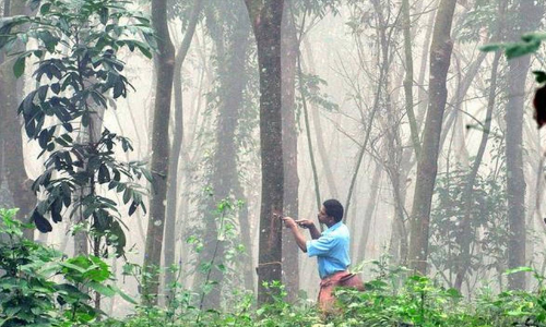റബര്‍ വില ഉയരുന്നു; പ്രതീക്ഷയോടെ കര്‍ഷകര്‍