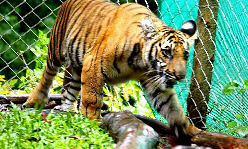 കടുവ ദിനത്തിൽ കാട്ടിലേക്ക് വേട്ടയ്ക്കിറങ്ങി മംഗള കടുവ ദിനത്തിൽ കാട്ടിലേക്ക് വേട്ടയ്ക്കിറങ്ങി മംഗള