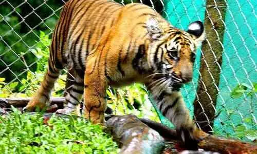 കടുവ ദിനത്തിൽ കാട്ടിലേക്ക് വേട്ടയ്ക്കിറങ്ങി മംഗള 