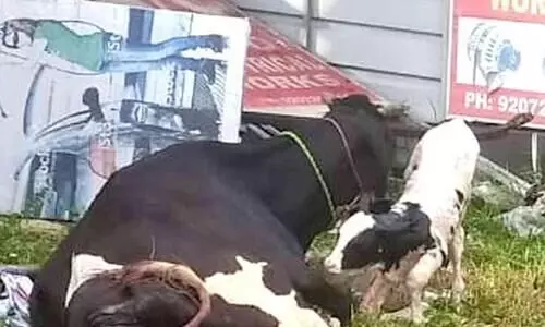 പിക്ക്അ​പ്പ് വാനില്‍ കൊണ്ടുപോകുന്നതിനിടെ    ഒരു പശു പ്രസവിച്ചു, ഒരെണ്ണം ചത്തു; ഉടമക്കെതിരെ കേസ്​