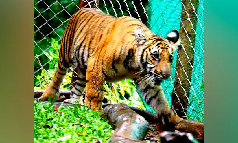 ഇന്ന്​ ലോക കടുവ ദിനം: മംഗള ഇന്ന്​   സ്വന്തം വീട്ടിലേക്ക്​