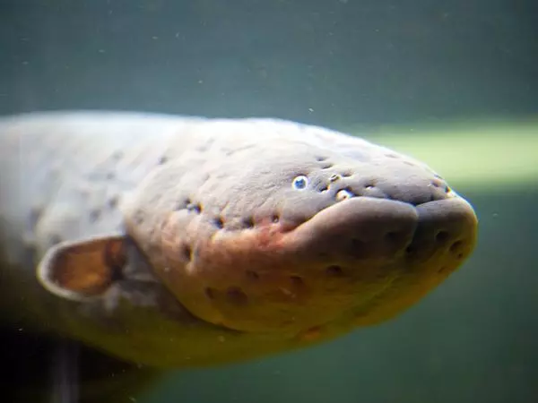 മലബന്ധത്തിന് ആശ്വാസം തേടി യുവാവിന്റെ മീൻ ചികിത്സ; വയറ്റിലെത്തിയപ്പോൾ െപാല്ലാപ്പായി മലബന്ധത്തിന് ആശ്വാസം തേടി യുവാവിന്റെ മീൻ ചികിത്സ; വയറ്റിലെത്തിയപ്പോൾ െപാല്ലാപ്പായി