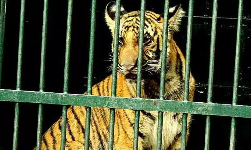 അമ്മയെ തേടിയുള്ള യാത്രയ്ക്ക് തുടക്കമിട്ട് കടുവക്കാട്ടിലെ മംഗള