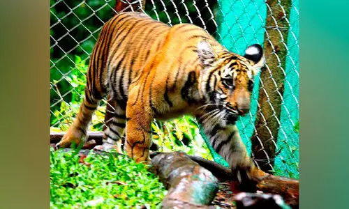 ഇന്ന്​ ലോക കടുവ ദിനം: മംഗള ഇന്ന്​   സ്വന്തം വീട്ടിലേക്ക്​