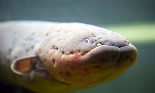 മലബന്ധത്തിന്​ ആശ്വാസം തേടി യുവാവിന്‍റെ ​മീൻ ചികിത്സ​; വയറ്റിലെത്തിയപ്പോൾ ​െപാല്ലാപ്പായി