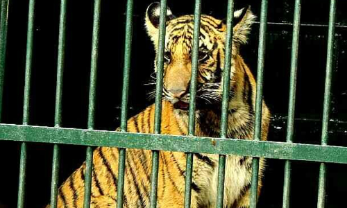 അമ്മയെ തേടിയുള്ള യാത്രയ്ക്ക് തുടക്കമിട്ട് കടുവക്കാട്ടിലെ മംഗള