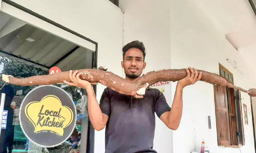 tapioca cultivation tapioca cultivation