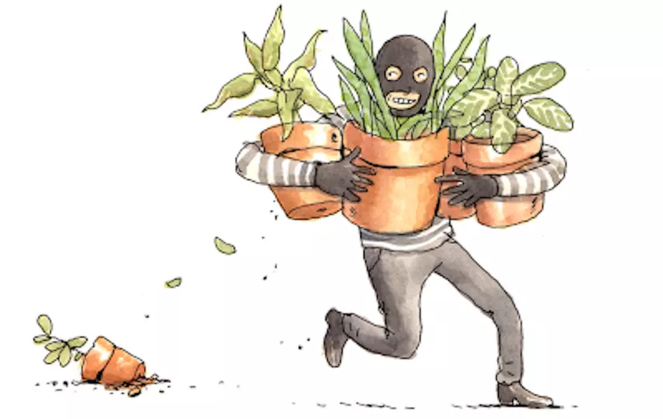 പടന്ന വടക്കേപ്പുറത്ത് ചെടിക്കള്ളൻ വിലസുന്നു