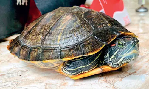 Chenjavian Tortoise
