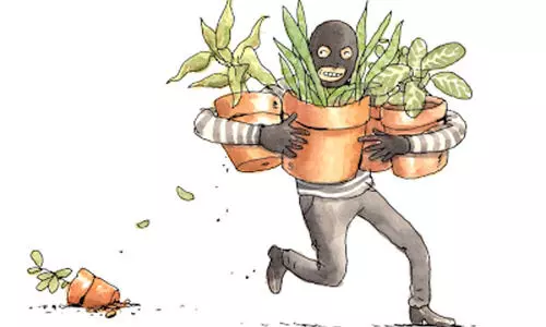 പടന്ന വടക്കേപ്പുറത്ത് ചെടിക്കള്ളൻ വിലസുന്നു