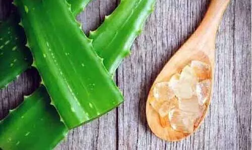 വീ​ട്ടി​നു​ള്ളി​ൽ വ​ള​ർ​ത്താം ക​റ്റാ​ർ വാ​ഴ