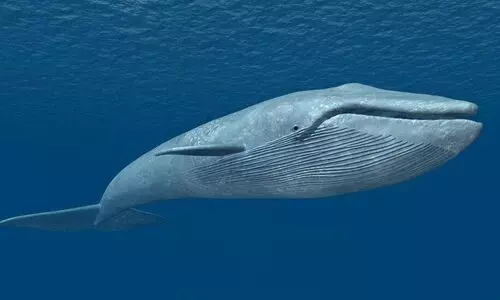 കേ​ര​ള​തീ​ര​ത്ത് നീലത്തിമിംഗല സാന്നിധ്യം; പഠനം ഉൗർജിതമാക്കി ഗവേഷകർ