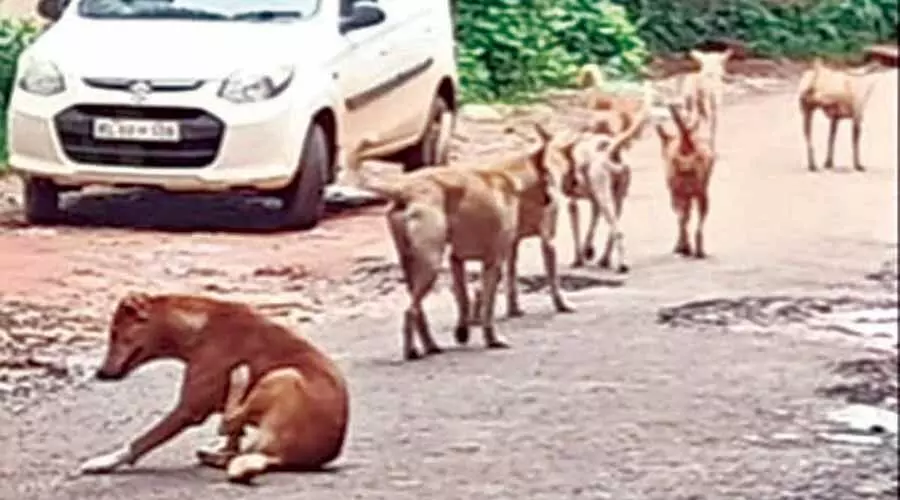 ഇ​രി​ട്ടിയിൽ ഏഴുപേരെ നായ്​ കടിച്ചു; ക​ടി​ച്ച നാ​യ്​ അ​വ​ശ​യാ​യി ച​ത്തു​വീണു