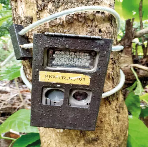 പുലിപ്പേടി; കണ്ണൻകൊളുമ്പിൽ വീണ്ടും കാമറ സ്ഥാപിച്ചു പുലിപ്പേടി; കണ്ണൻകൊളുമ്പിൽ വീണ്ടും കാമറ സ്ഥാപിച്ചു