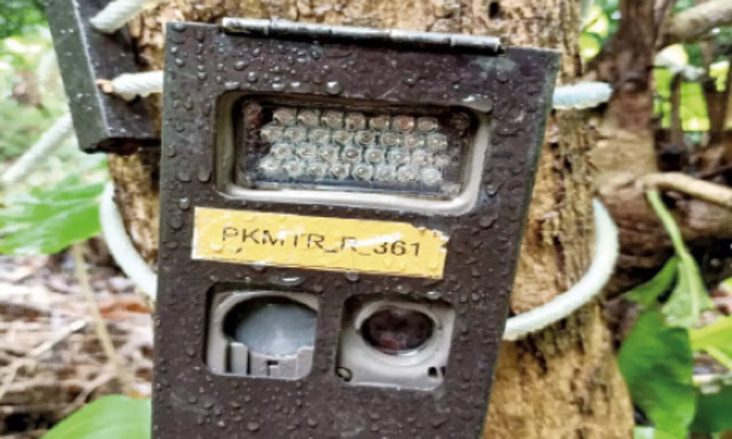 പു​ലി​പ്പേ​ടി; ക​ണ്ണ​ൻകൊ​ളു​മ്പി​ൽ വീ​ണ്ടും കാ​മ​റ സ്ഥാ​പി​ച്ചു