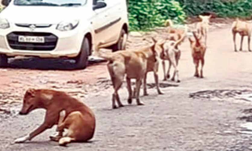 വെട്ടേറ്റ തെരുവുനായ്​ ചത്തു; യു​വാ​വി​നെ ക​സ്​​റ്റ​ഡി​യി​ലെ​ടു​ത്തു
