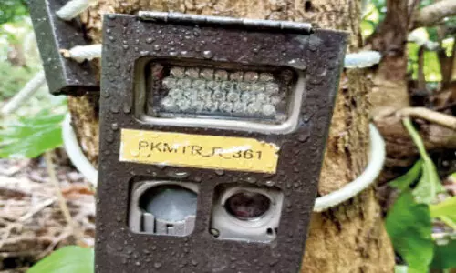 പുലിപ്പേടി; കണ്ണൻകൊളുമ്പിൽ വീണ്ടും കാമറ സ്ഥാപിച്ചു പുലിപ്പേടി; കണ്ണൻകൊളുമ്പിൽ വീണ്ടും കാമറ സ്ഥാപിച്ചു