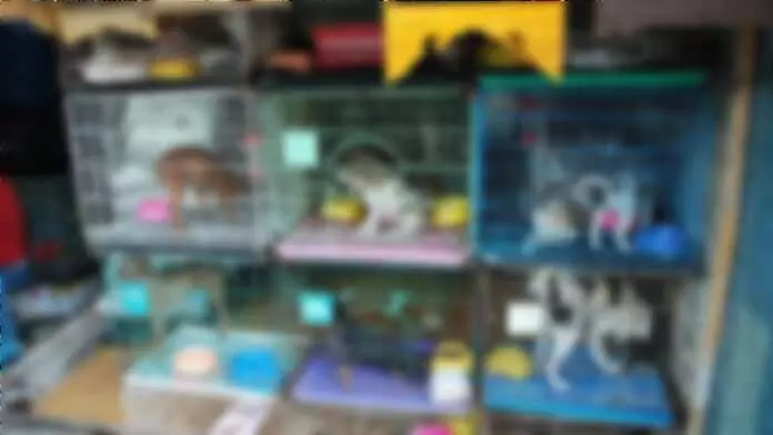 അടച്ചിട്ട കടക്കുള്ളിൽ വളർത്തുജീവികൾ കൂട്ടത്തോടെ ചത്തു അടച്ചിട്ട കടക്കുള്ളിൽ വളർത്തുജീവികൾ കൂട്ടത്തോടെ ചത്തു