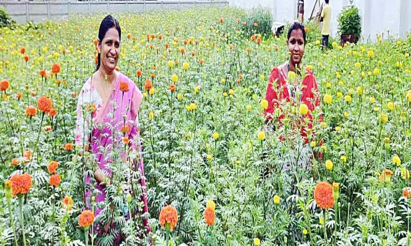 ചെണ്ടുമല്ലി കൃഷിയിലൂടെ വിജയം കൊയ്ത് ചേന്ദമംഗലത്തെ കർഷകർ