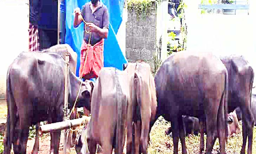 വി​പ​ണ​ന​സാ​ധ്യ​ത​യേ​റെ: പച്ചപിടിച്ച് പോത്ത് വളർത്തൽ