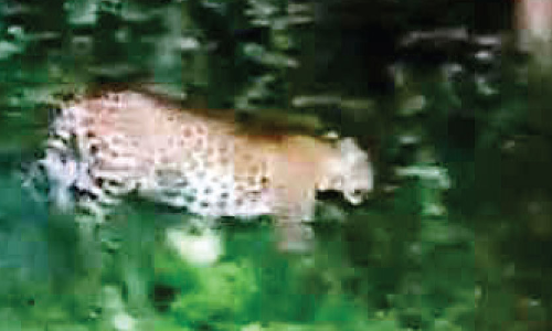 പു​ള്ളി​പ്പു​ലി എ​ന്ന പേ​രി​ൽ പ്ര​ച​രി​ക്കു​ന്ന വി​ഡി​യോ വ​യ​നാ​ട്ടി​ല്‍നി​ന്നു​ള്ള​തെ​ന്ന്​ വ​ന​പാ​ല​ക​ര്‍