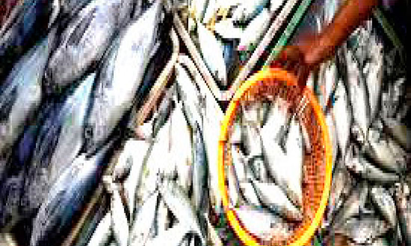 ഒന്നരമാസത്തിനിടെ ഇടുക്കി ജില്ലയിൽ പിടികൂടി നശിപ്പിച്ചത് 108 കിലോ മത്സ്യം ഒന്നരമാസത്തിനിടെ ഇടുക്കി ജില്ലയിൽ പിടികൂടി നശിപ്പിച്ചത് 108 കിലോ മത്സ്യം