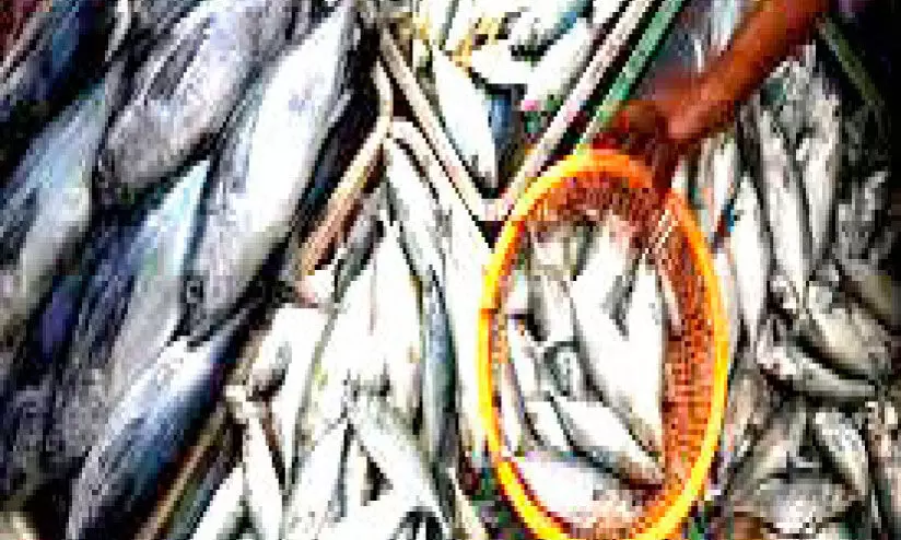 ഒന്നരമാസത്തിനിടെ ഇടുക്കി ജില്ലയിൽ പിടികൂടി നശിപ്പിച്ചത് 108 കിലോ മത്സ്യം