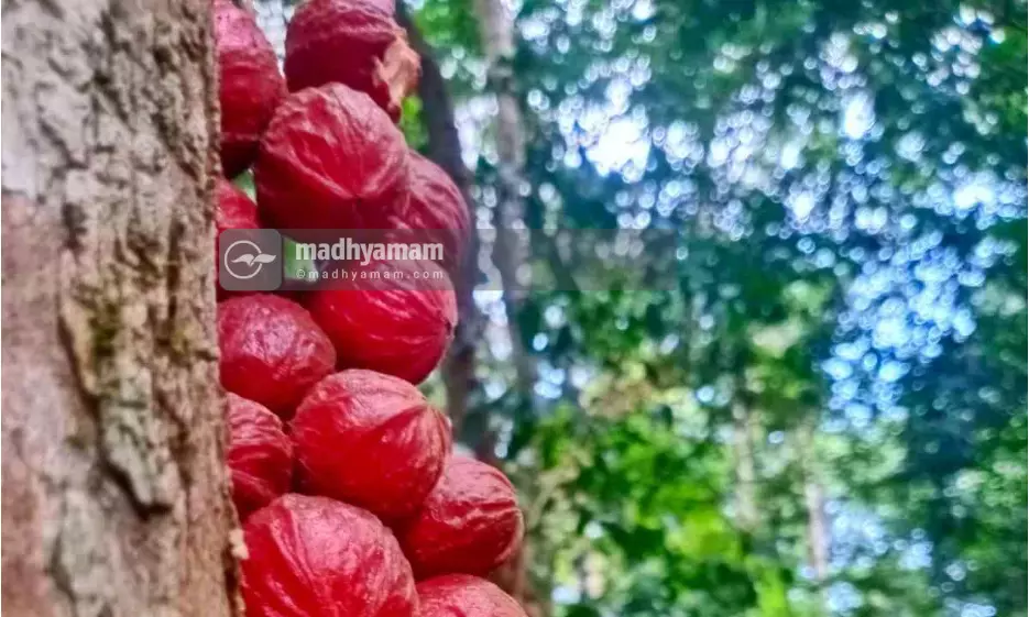 മലയോരത്ത് ഇത് മൂട്ടില് പഴങ്ങളുടെ കാലം മലയോരത്ത് ഇത് മൂട്ടില് പഴങ്ങളുടെ കാലം