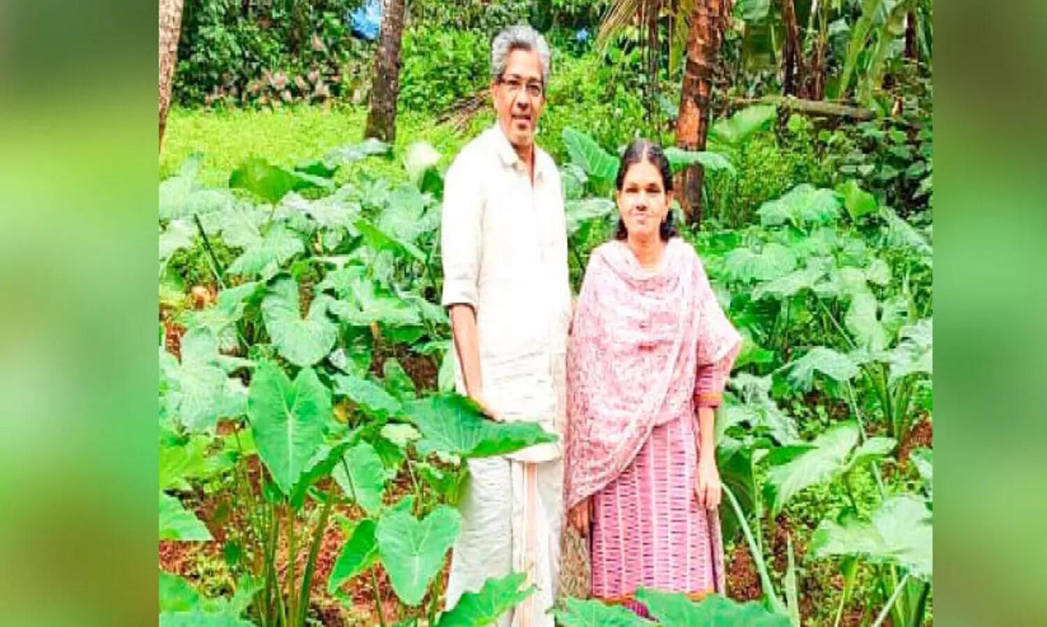 ഞവര കൃഷിയുമായി അധ്യാപക ദമ്പതികൾ
