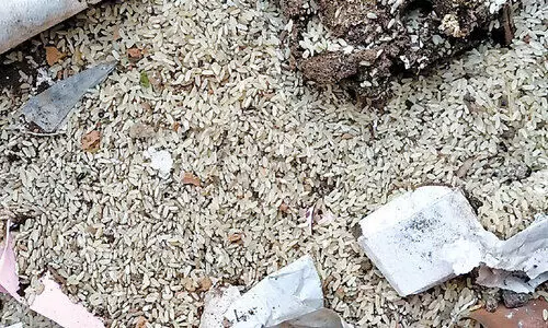 അതിഥി തൊഴിലാളികൾക്ക് അരി നൽകാതെ പിടിച്ചുവെച്ചു; പുഴുവരിച്ച 18 ചാക്ക് അരി കുഴിച്ചിട്ടു