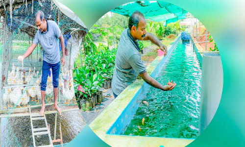 ക​ണ്ട​റി​യാം വി​ജു​വി​ന്‍റെ വേ​റി​ട്ട കൃ​ഷി