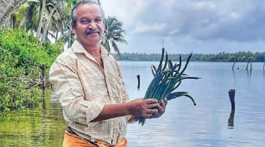 1000 കണ്ടൽചെടികൾ നട്ട് മത്സ്യത്തൊഴിലാളി 1000 കണ്ടൽചെടികൾ നട്ട് മത്സ്യത്തൊഴിലാളി