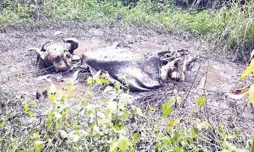 കടുവയുടെ ആക്രമണത്തിൽ കുട്ടിക്കൊമ്പൻ ചെരിഞ്ഞു