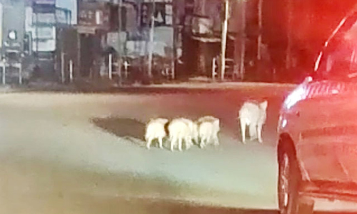 ബത്തേരി ടൗണിലിറങ്ങി കാട്ടുപന്നിക്കൂട്ടം; വാഹനങ്ങൾക്ക് അപകടക്കെണി