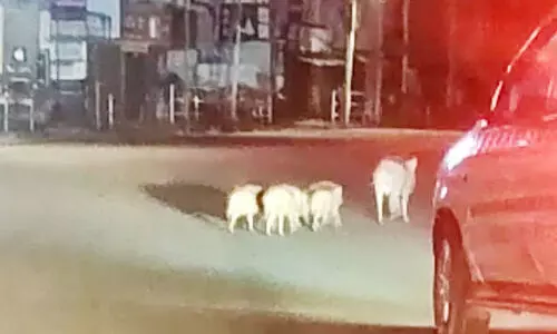 ബത്തേരി ടൗണിലിറങ്ങി കാട്ടുപന്നിക്കൂട്ടം; വാഹനങ്ങൾക്ക് അപകടക്കെണി