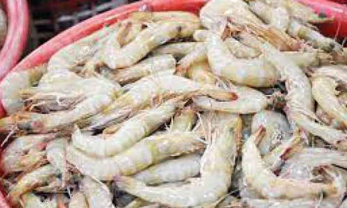 ഏ​ഴു മാ​സ​ത്തി​ന്​ ശേ​ഷം ചെ​മ്മീ​ൻ എ​ത്തി; 20 കി​ലോ 50 ദീ​നാ​ർ