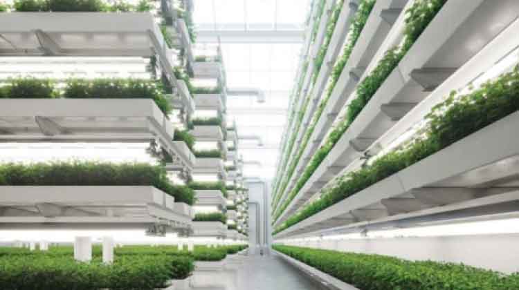 ഒമാനിൽ വെർട്ടിക്കൽ കൃഷി പദ്ധതി വരുന്നു ഒമാനിൽ വെർട്ടിക്കൽ കൃഷി പദ്ധതി വരുന്നു