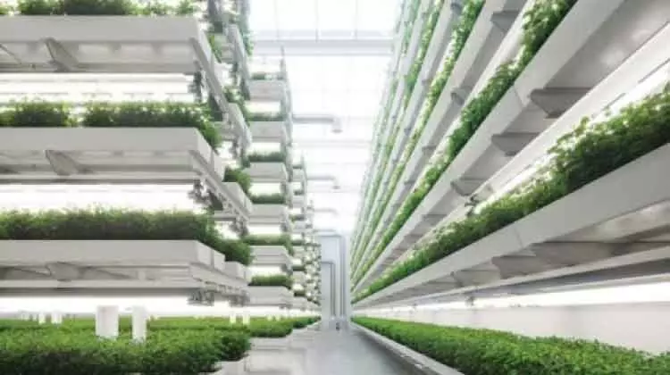 ഒമാനിൽ വെർട്ടിക്കൽ കൃഷി പദ്ധതി വരുന്നു
