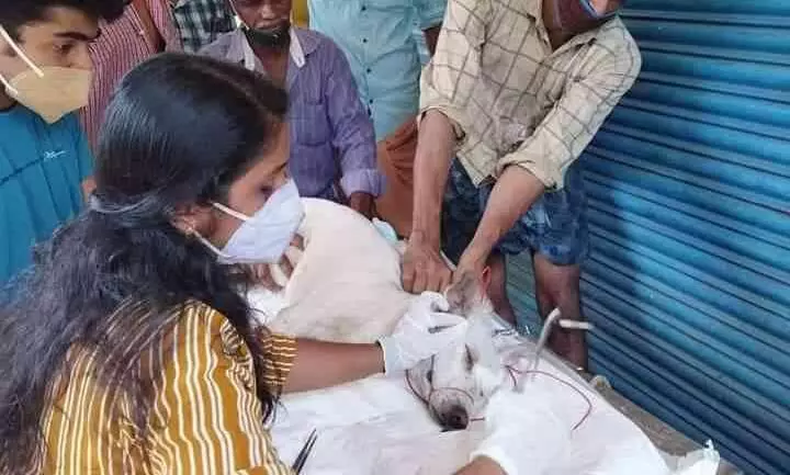 മുള്ളൻ പന്നിയുടെ ആക്രമണത്തിൽ നായക്ക്​ പരിക്ക്