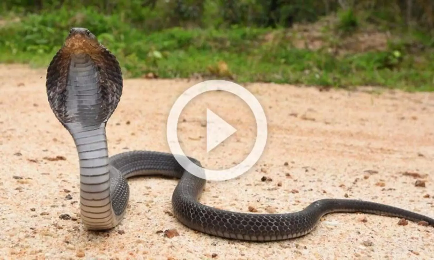 പുഴയില്‍ കിടന്ന രാജവെമ്പാലയെ അതിസാഹസികമായി പിടികൂടി