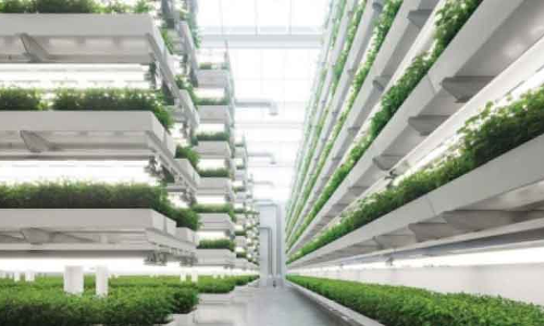 ഒമാനിൽ വെർട്ടിക്കൽ കൃഷി പദ്ധതി വരുന്നു