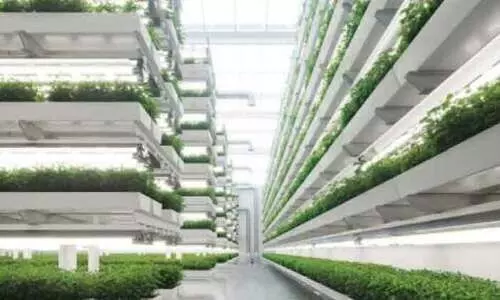 ഒമാനിൽ വെർട്ടിക്കൽ കൃഷി പദ്ധതി വരുന്നു