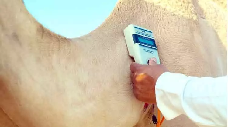 ക്രൗൺ പ്രിൻസ് ഒട്ടകമേള ആഗസ്റ്റ് എട്ടിന് ക്രൗൺ പ്രിൻസ് ഒട്ടകമേള ആഗസ്റ്റ് എട്ടിന്