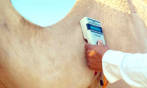 ക്രൗൺ പ്രിൻസ് ഒട്ടകമേള ആഗസ്റ്റ് എട്ടിന് ക്രൗൺ പ്രിൻസ് ഒട്ടകമേള ആഗസ്റ്റ് എട്ടിന്