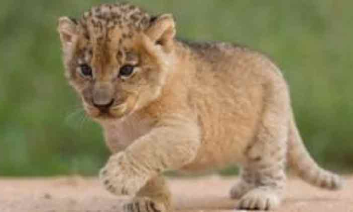 സിം​ഹ​ക്കു​ട്ടി​യു​മാ​യി കു​വൈ​ത്ത്​ പൗ​ര​ൻ അ​റ​സ്​​റ്റി​ൽ