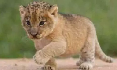 സിം​ഹ​ക്കു​ട്ടി​യു​മാ​യി കു​വൈ​ത്ത്​ പൗ​ര​ൻ അ​റ​സ്​​റ്റി​ൽ