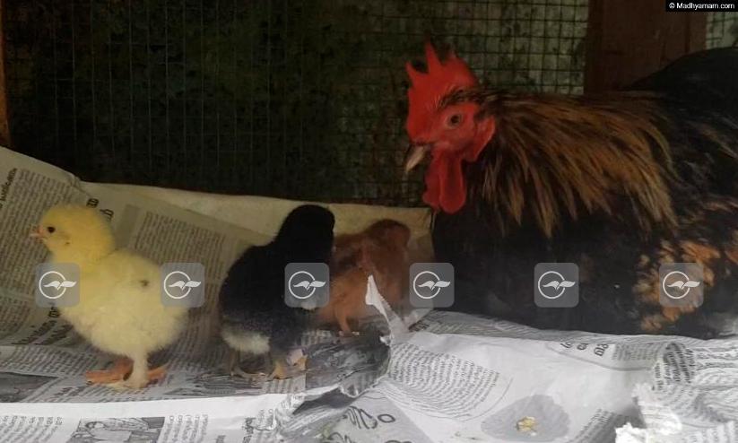 പൂവൻകോഴി അടയിരുന്നു; 22ാം ദിവസം മുട്ട വിരിഞ്ഞു പൂവൻകോഴി അടയിരുന്നു; 22ാം ദിവസം മുട്ട വിരിഞ്ഞു