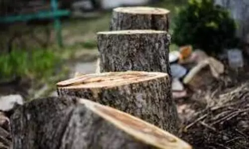 ജ​ന​റ​ൽ ആ​ശു​പ​ത്രി​ റോ​ഡ്​ വി​ക​സ​നം; മരംമുറി വിവാദം കത്തുന്നു