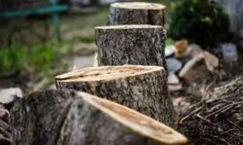 സു​ഗ​ന്ധ​ഗി​രി മ​രം​മു​റി: ഡി.​എ​ഫ്.​ഒ​യു​ടെ സ്ഥ​ലം​മാ​റ്റം അ​ന്വേ​ഷ​ണ റി​പ്പോ​ർ​ട്ട് പ​രി​ഗ​ണി​ക്കാ​തെ